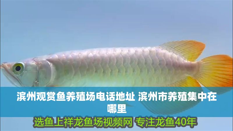 濱州觀賞魚養殖場電話地址 濱州市養殖集中在哪里 濱州觀賞魚養殖場電話地址 濱州市養殖集中在哪里 龍魚百科 第1張
