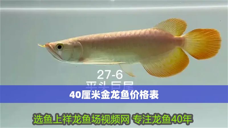 40厘米金龍魚價格表