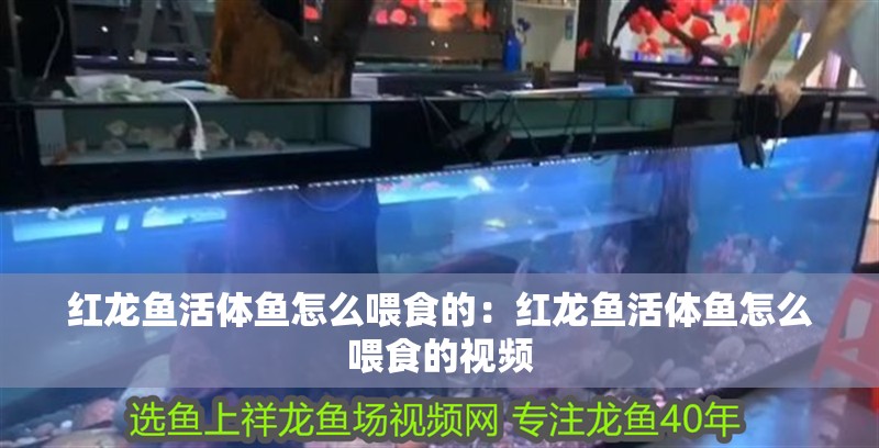 紅龍魚活體魚怎么喂食的：紅龍魚活體魚怎么喂食的視頻