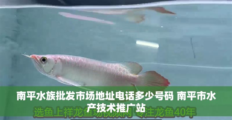 南平水族批發(fā)市場地址電話多少號碼 南平市水產(chǎn)技術(shù)推廣站