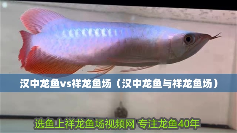 漢中龍魚vs祥龍魚場（漢中龍魚與祥龍魚場）