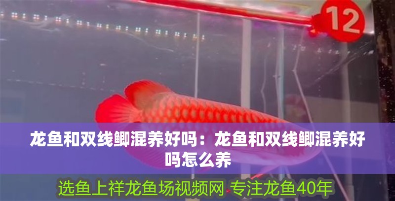 龍魚和雙線鯽混養好嗎：龍魚和雙線鯽混養好嗎怎么養