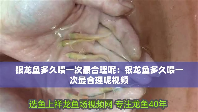 銀龍魚多久喂一次最合理呢：銀龍魚多久喂一次最合理呢視頻