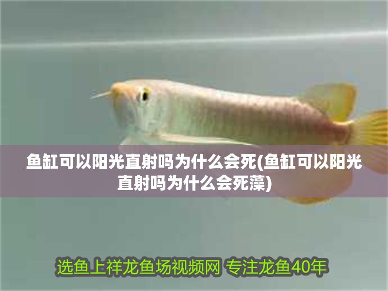 魚缸可以陽光直射嗎為什么會死(魚缸可以陽光直射嗎為什么會死藻)