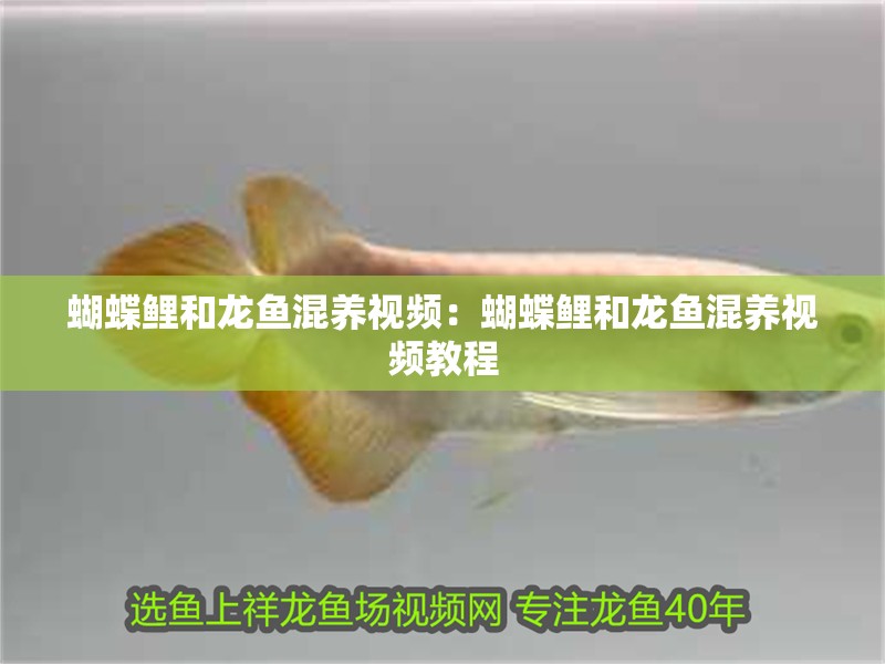 蝴蝶鯉和龍魚(yú)混養(yǎng)視頻：蝴蝶鯉和龍魚(yú)混養(yǎng)視頻教程