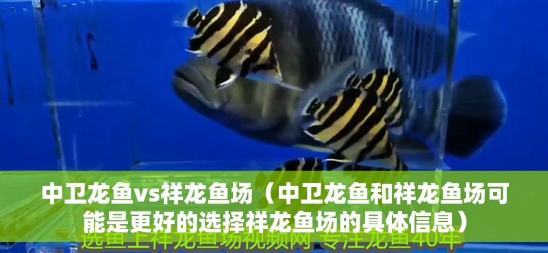 中衛龍魚vs祥龍魚場（中衛龍魚和祥龍魚場可能是更好的選擇祥龍魚場的具體信息）