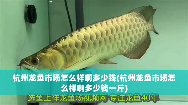 杭州龍魚市場怎么樣啊多少錢(杭州龍魚市場怎么樣啊多少錢一斤)