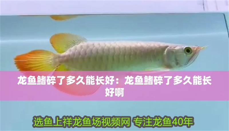 龍魚鰭碎了多久能長好：龍魚鰭碎了多久能長好啊