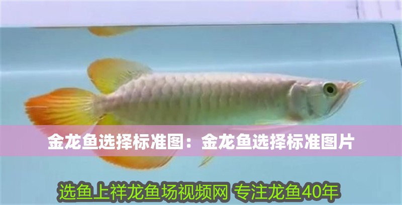 金龍魚選擇標準圖：金龍魚選擇標準圖片