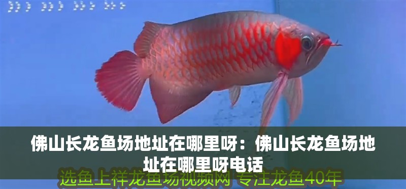 佛山長龍魚場地址在哪里呀：佛山長龍魚場地址在哪里呀電話
