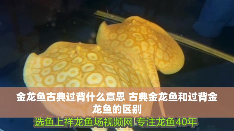 金龍魚古典過背什么意思 古典金龍魚和過背金龍魚的區(qū)別