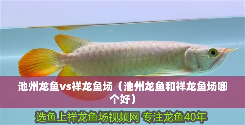 池州龍魚vs祥龍魚場（池州龍魚和祥龍魚場哪個好）