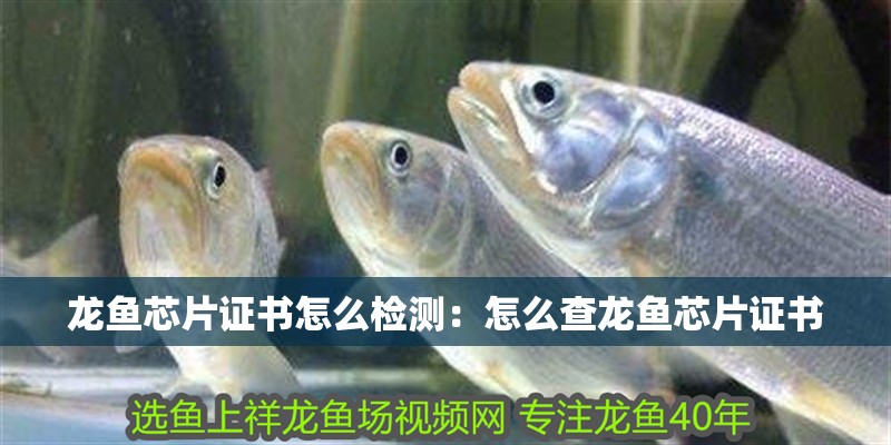龍魚芯片證書怎么檢測：怎么查龍魚芯片證書