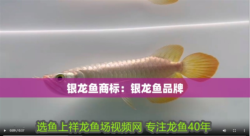 銀龍魚(yú)商標(biāo)：銀龍魚(yú)品牌
