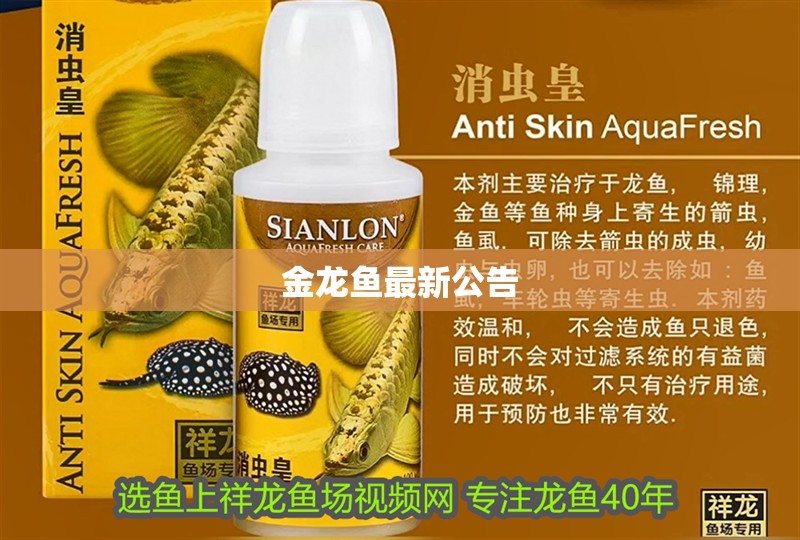 金龍魚最新公告