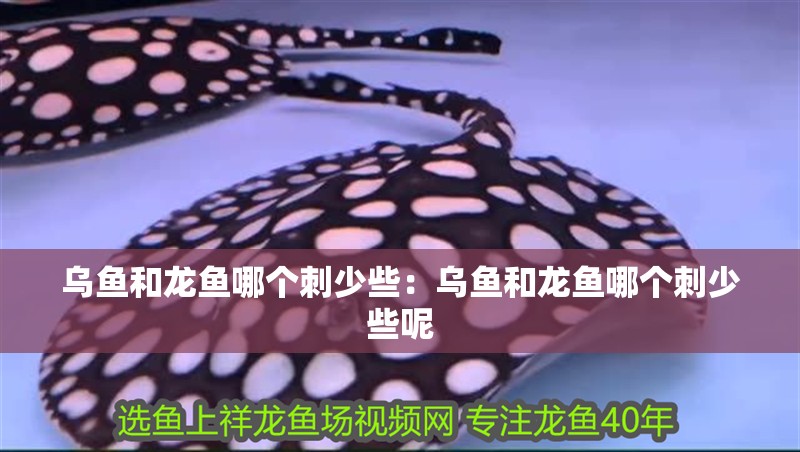 烏魚(yú)和龍魚(yú)哪個(gè)刺少些：烏魚(yú)和龍魚(yú)哪個(gè)刺少些呢