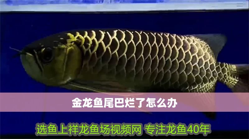 金龍魚(yú)尾巴爛了怎么辦