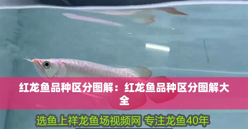 紅龍魚品種區分圖解：紅龍魚品種區分圖解大全