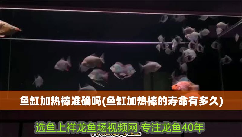 魚缸加熱棒準確嗎(魚缸加熱棒的壽命有多久) 龍魚百科 第1張 魚缸加熱棒準確嗎(魚缸加熱棒的壽命有多久) 魚缸加熱棒準確嗎(魚缸加熱棒的壽命有多久) 龍魚百科 第1張