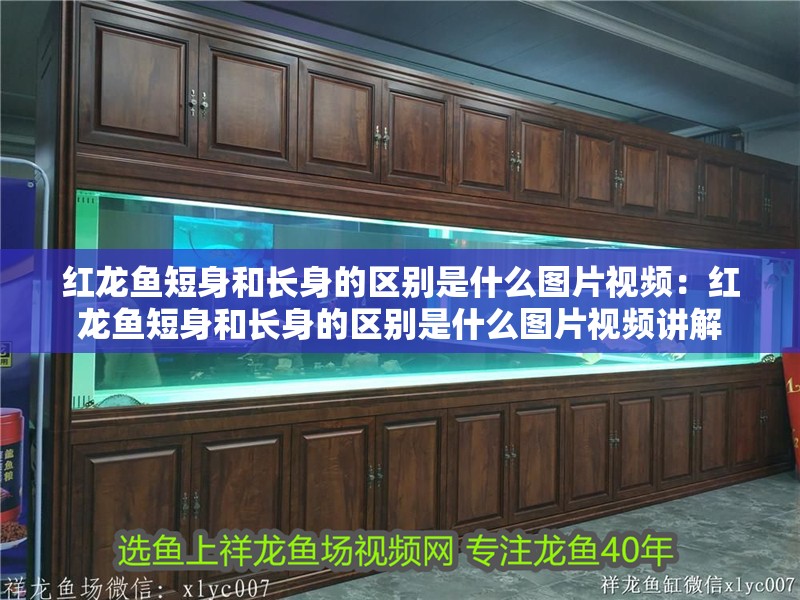 紅龍魚短身和長身的區別是什么圖片視頻：紅龍魚短身和長身的區別是什么圖片視頻講解