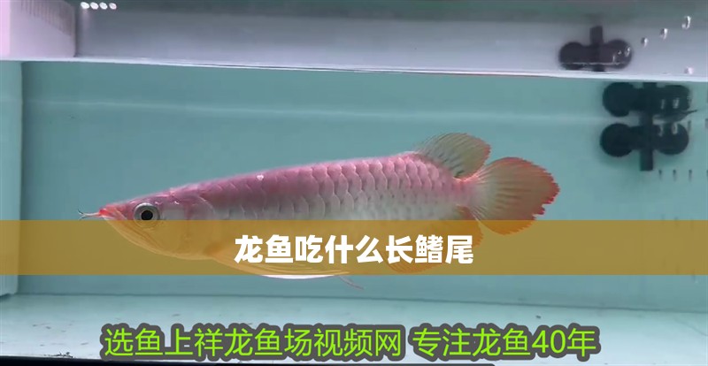 龍魚吃什么長(zhǎng)鰭尾