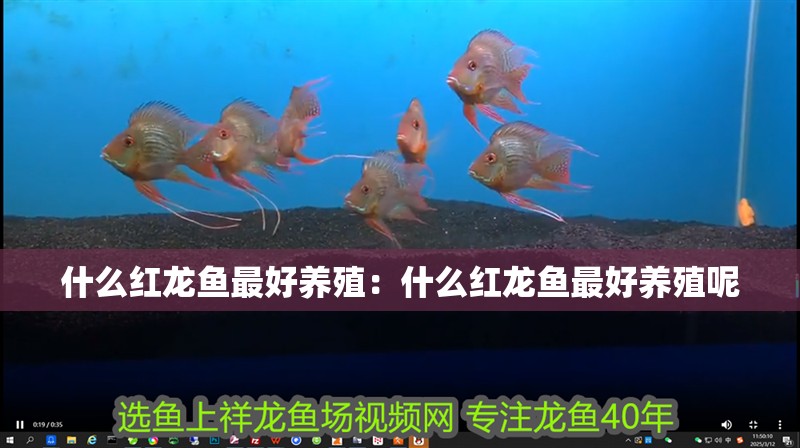 什么紅龍魚最好養殖：什么紅龍魚最好養殖呢