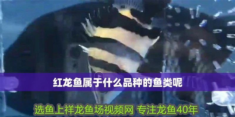紅龍魚(yú)屬于什么品種的魚(yú)類(lèi)呢