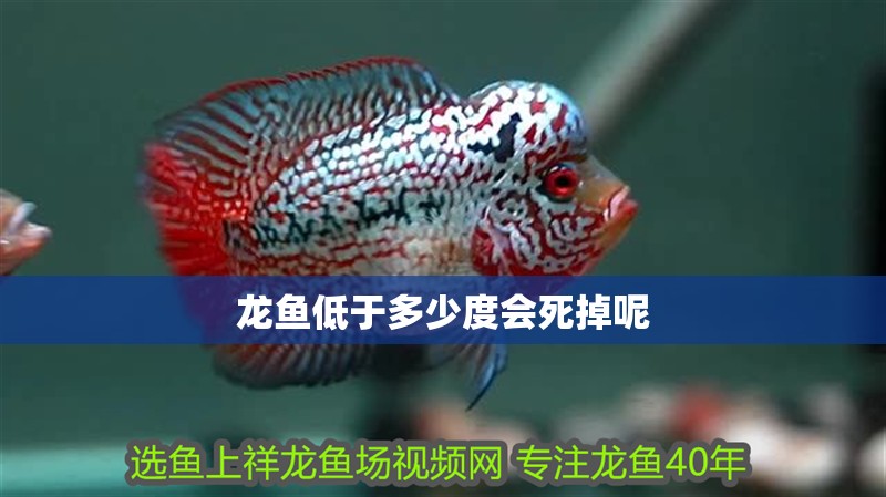 龍魚低于多少度會死掉呢