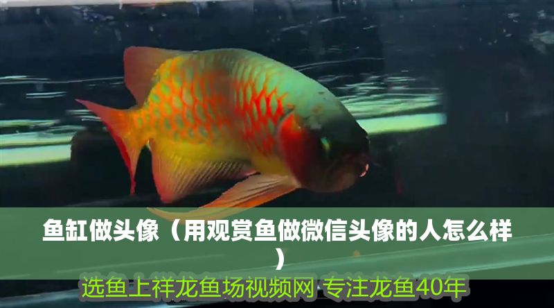 魚缸做頭像（用觀賞魚做微信頭像的人怎么樣）