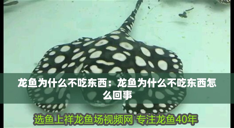龍魚為什么不吃東西：龍魚為什么不吃東西怎么回事