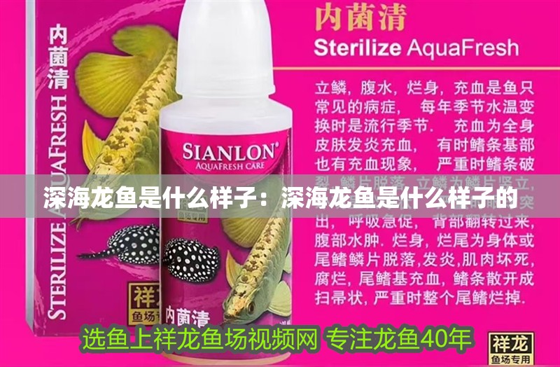 深海龍魚是什么樣子：深海龍魚是什么樣子的
