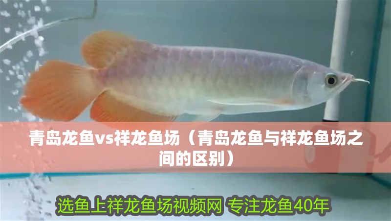 青島龍魚vs祥龍魚場（青島龍魚與祥龍魚場之間的區(qū)別）