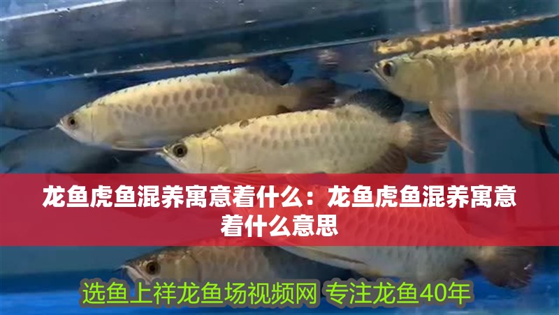 龍魚虎魚混養寓意著什么：龍魚虎魚混養寓意著什么意思