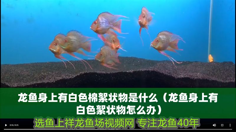龍魚身上有白色棉絮狀物是什么（龍魚身上有白色絮狀物怎么辦）
