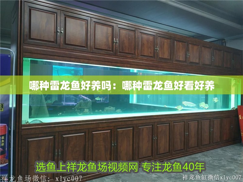 哪種雷龍魚好養嗎：哪種雷龍魚好看好養