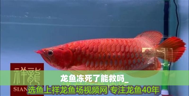 龍魚凍死了能救嗎_