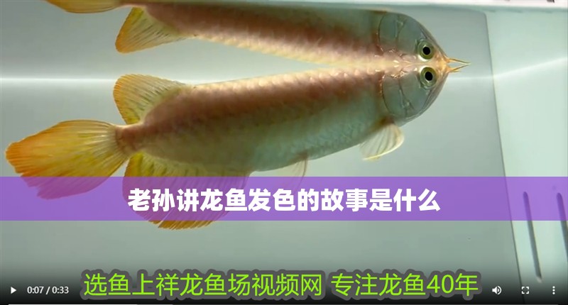 老孫講龍魚發色的故事是什么