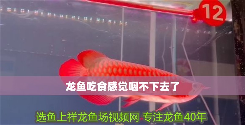 龍魚吃食感覺咽不下去了