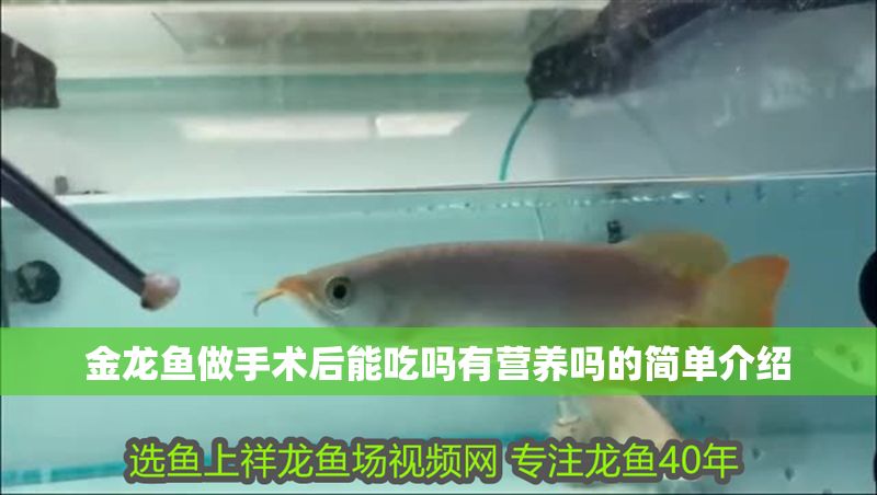 金龍魚做手術后能吃嗎有營養嗎的簡單介紹