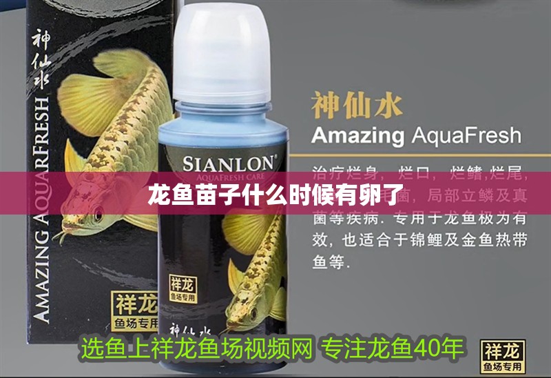 龍魚苗子什么時(shí)候有卵了