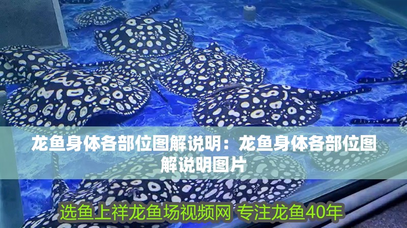 龍魚身體各部位圖解說明：龍魚身體各部位圖解說明圖片