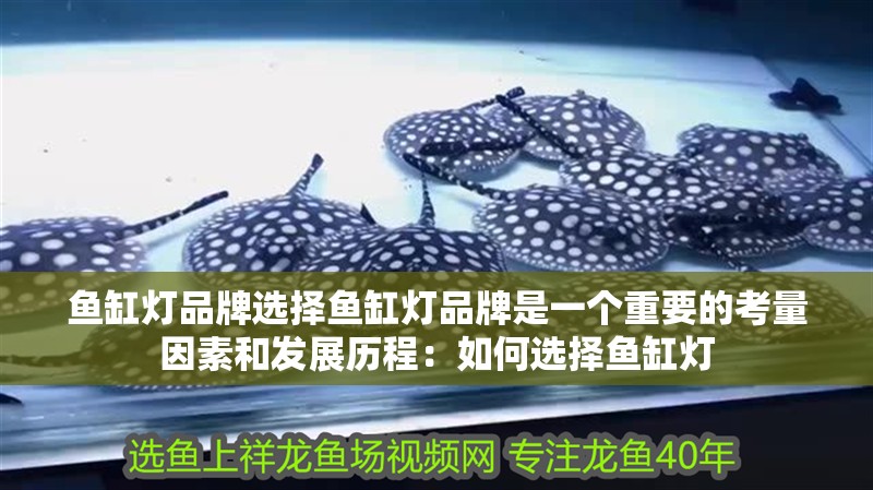 魚缸燈品牌選擇魚缸燈品牌是一個重要的考量因素和發展歷程：如何選擇魚缸燈