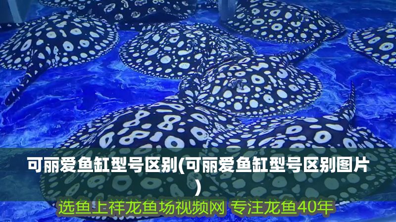 可麗愛魚缸型號區別(可麗愛魚缸型號區別圖片)