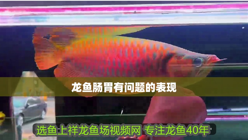 龍魚腸胃有問題的表現