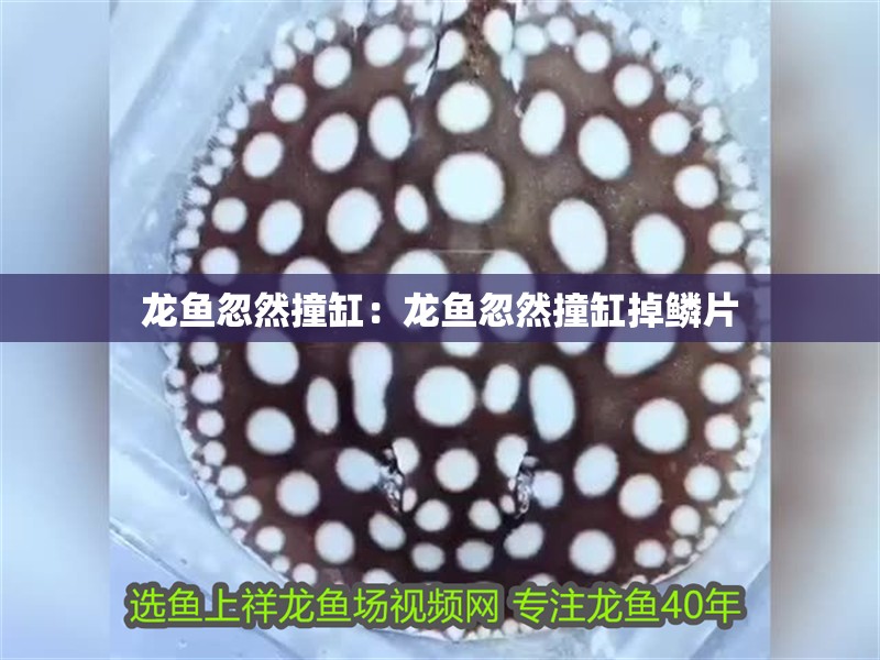 龍魚忽然撞缸：龍魚忽然撞缸掉鱗片