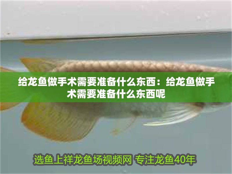給龍魚做手術需要準備什么東西：給龍魚做手術需要準備什么東西呢