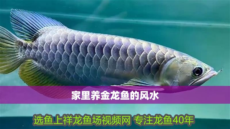 家里養金龍魚的風水