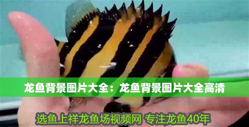 龍魚背景圖片大全：龍魚背景圖片大全高清
