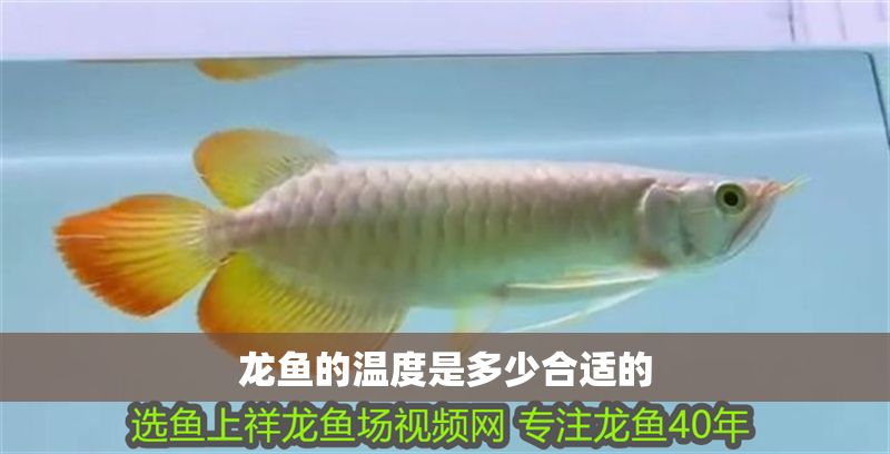 龍魚的溫度是多少合適的