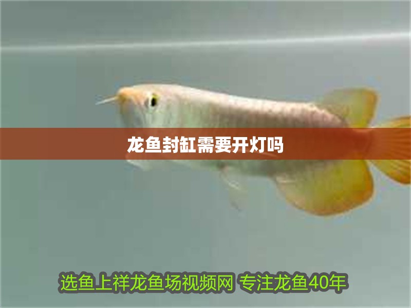 龍魚封缸需要開燈嗎